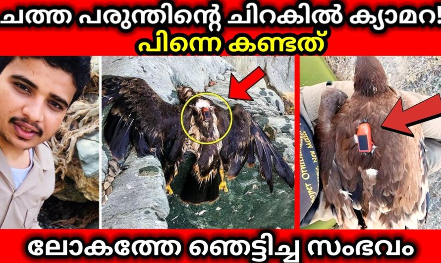 പരുന്തിന്റെ രഹസ്യം ക്യാമറയിൽ പതിഞ്ഞപ്പോൾ..😱