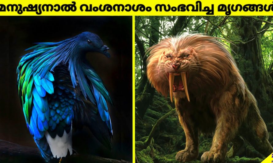 മനുഷ്യൻ കാരണം വംശനാശം സംഭവിച്ച അത്ഭുതകരമായ മൃഗങ്ങൾ