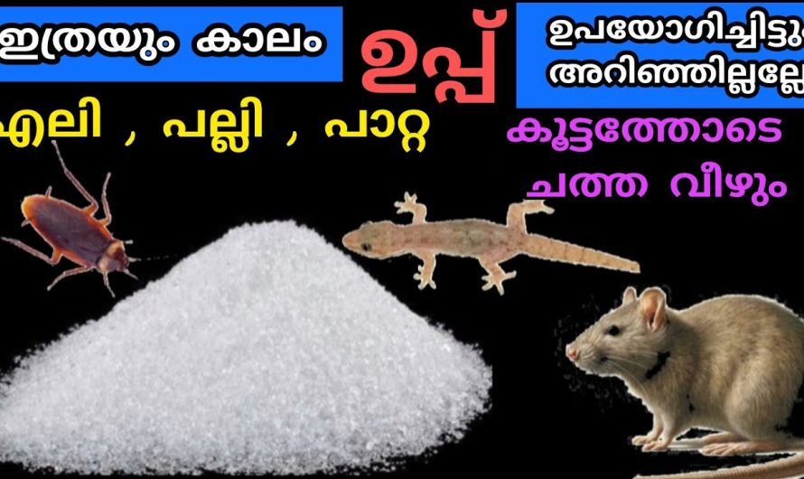 എലി പല്ലി പാറ്റ കൂട്ടത്തോടെ ചത്ത വീഴാൻ ഉപ്പു മാത്രം മതി