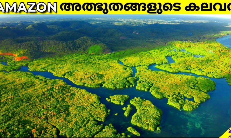 ആമസോൺ – ലോകത്തിലെ ഏറ്റവും വലിയ മഴക്കാടുകൾ | ആമസോൺ വനം