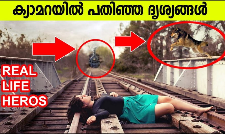 മനുഷ്യന്റെ ജീവന്‍ രക്ഷിച്ച നായ..കള്‍ !