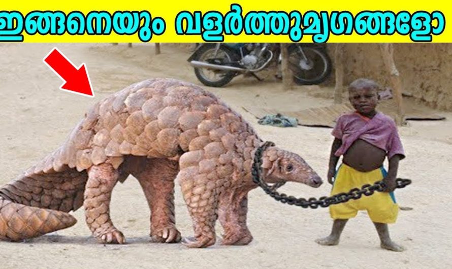 ലോകത്തിലെ വിചിത്രമായ മൃഗങ്ങളെ വീട്ടിൽ വളർത്തുന്ന മനുഷ്യൻ…