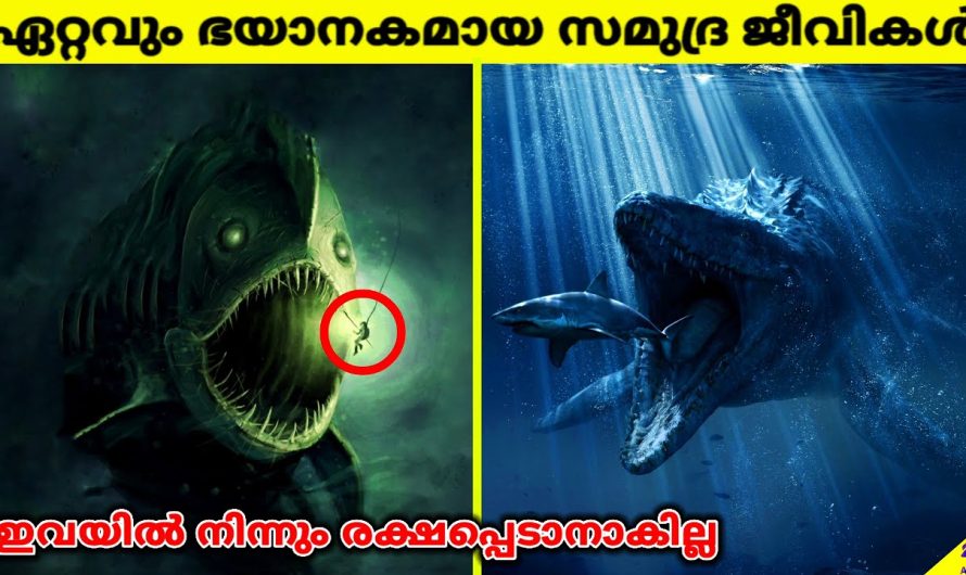 ലോകത്തിലെ ഏറ്റവും അപകടകാരികളായ സമുദ്രജീവികൾ
