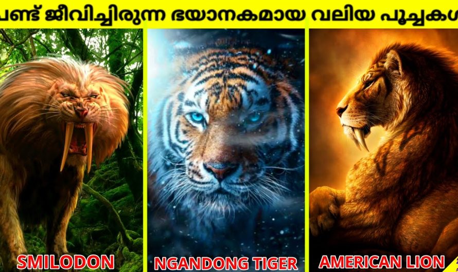 ഭയപ്പെടുത്തുന്ന ചരിത്രാതീത വലിയ പൂച്ചകൾ | വംശനാശം സംഭവിച്ച പുരാതന മൃഗങ്ങൾ