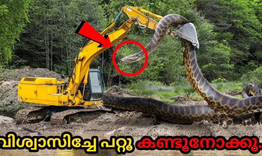 ലോകത്തേ ഞെട്ടിച്ച ആ കൂറ്റൻ പാമ്പ്…സംഭവം ഇതാണ്! 😱