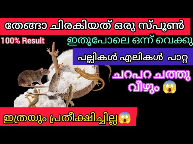 ഒരു സ്പൂൺ തേങ്ങ ചിരകിയത് മതി പല്ലികൾ എലികൾ കൂട്ടമായി ചത്തു വീഴും