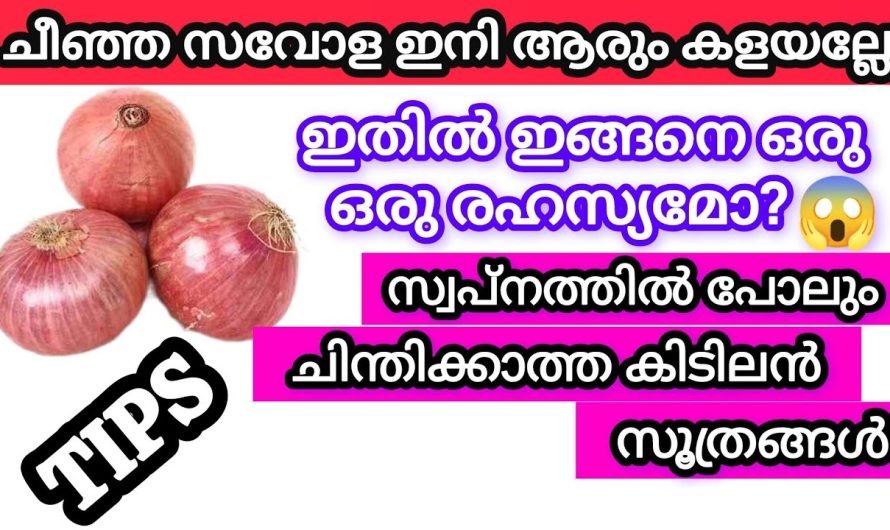ചീഞ്ഞ സവോള ആരും കളയല്ലേ|പല്ലികൾ എലികൾ വീടിന്റെ പരിസരത്തു പോലും വരില്ല