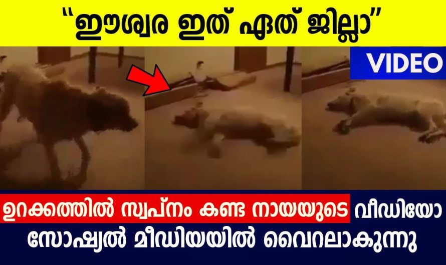 ഉറക്കത്തിൽ സ്വപ്നം കണ്ട നായയുടെ വീഡിയോ ചിരി നിറയ്ക്കുന്നു !!!