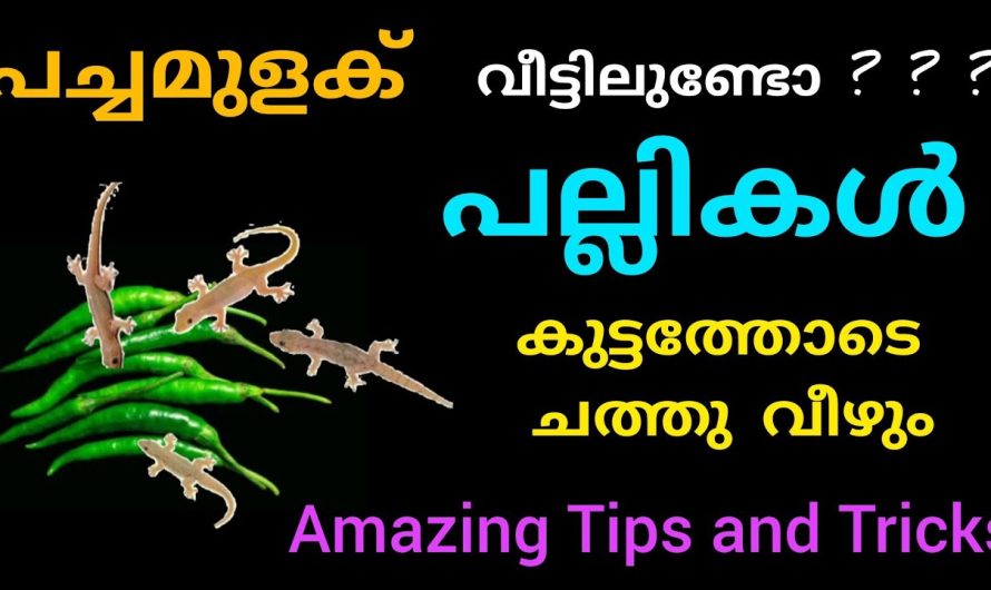 പല്ലികൾ കൂടത്തോടെ ചത്തു വീഴാൻ ഒരു പച്ചമുളക് മാത്രം മതി