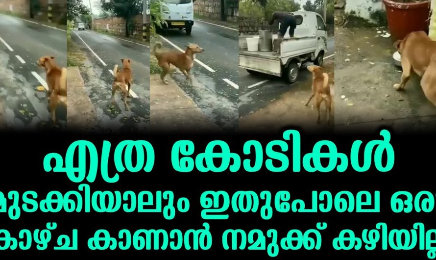 എത്ര കോടികൾ മുടക്കിയാലും ഇതുപോലെ ഒരു കാഴ്ച കാണാൻ നമുക്ക് കഴിയില്ല