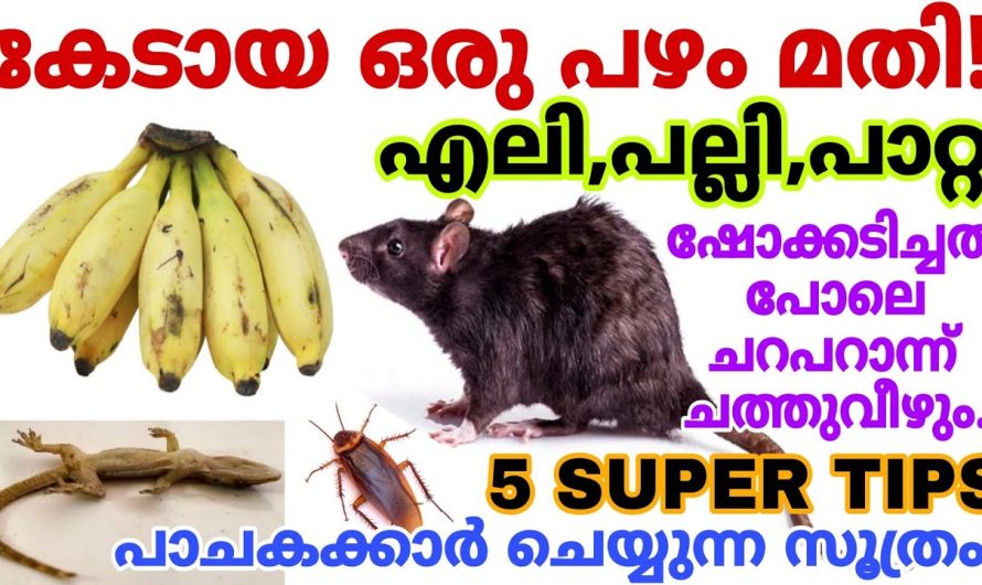 പാചകക്കാർ ചെയ്യുന്നസൂത്രം എലി പല്ലി പാറ്റ കൂട്ടത്തോടെ ചത്തുവീഴും