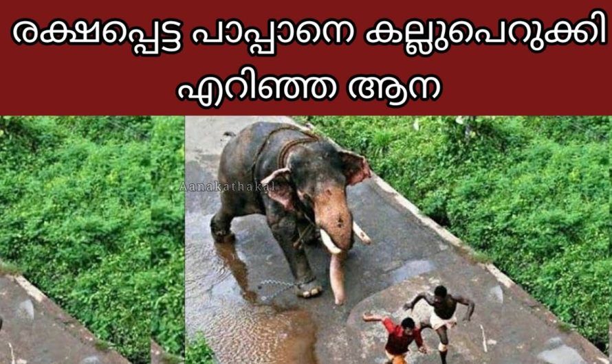 ഇടഞ്ഞ ആന പാപ്പാനെ കൊല്ലാൻ ഓടിച്ചിട്ട് കിട്ടാതെ വന്നപ്പോൾ കല്ലു പെറുക്കി എറിഞ്ഞു