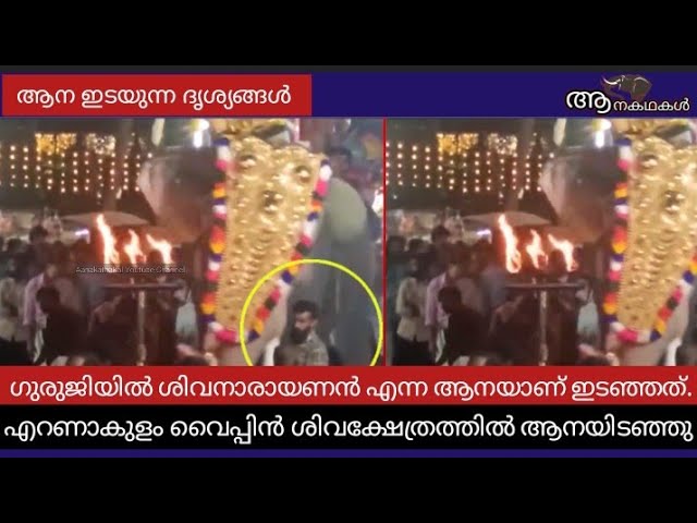 കാരണമില്ലാതെ ഇടഞ്ഞ ആന പാപ്പാനെ അടിച്ചു തെറിപ്പിക്കുന്ന ദൃശ്യങ്ങൾ |