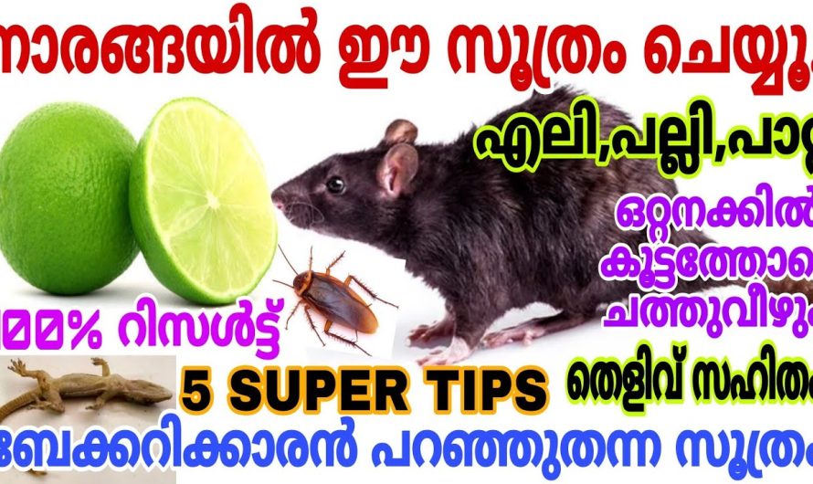 ബേക്കറിക്കാർ ചെയ്യുന്നസൂത്രം എലിപല്ലിപാറ്റ കൂട്ടത്തോടെ ചത്തുവീഴും