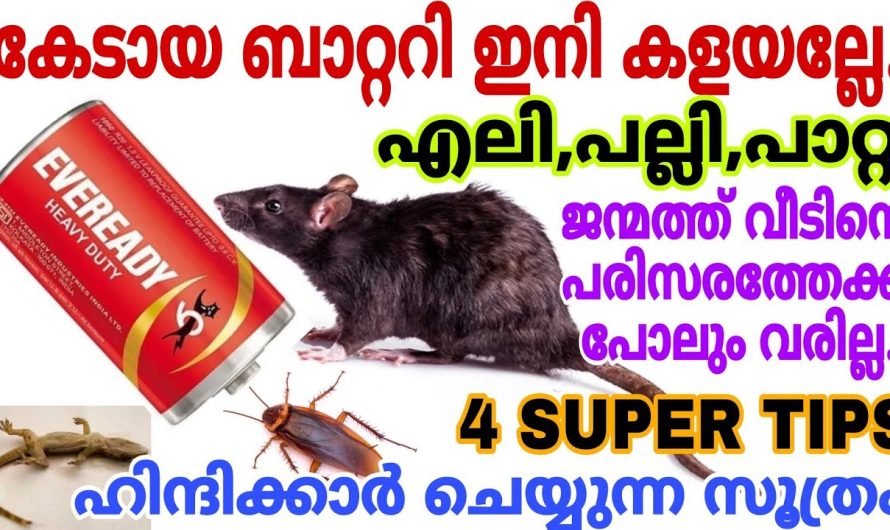ഹിന്ദിക്കാർ ചെയ്യുന്നസൂത്രം എലിപല്ലിപാറ്റ കൂട്ടത്തോടെ ചത്തുവീഴും