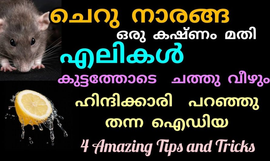 എലികൾ കുട്ടത്തോടെ ചത്തു വിഴുവാൻ ഒരു കഷ്ണം നാരങ്ങ മതി