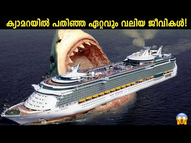 ഇന്നേ വരെ പിടിക്കൂടിയ ഏറ്റവും വലിയ മൃഗങ്ങൾ
