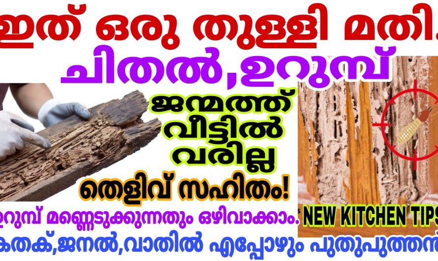 ചിതൽ ഇനി വീടിന്റെ ഏഴയലത്ത് വരില്ല അടുക്കളയിലുള്ള ഈ ഒരു സാധനം മതി