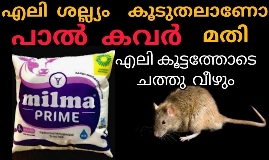 വീട്ടിലുള്ള എലികൾ കൂട്ടത്തോടെ ചത്തു വീഴാൻ പാൽ കവർ മതി |