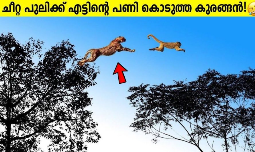 പണി ചോദിച്ചു വാങ്ങിച്ച മൃഗങ്ങൾ!!