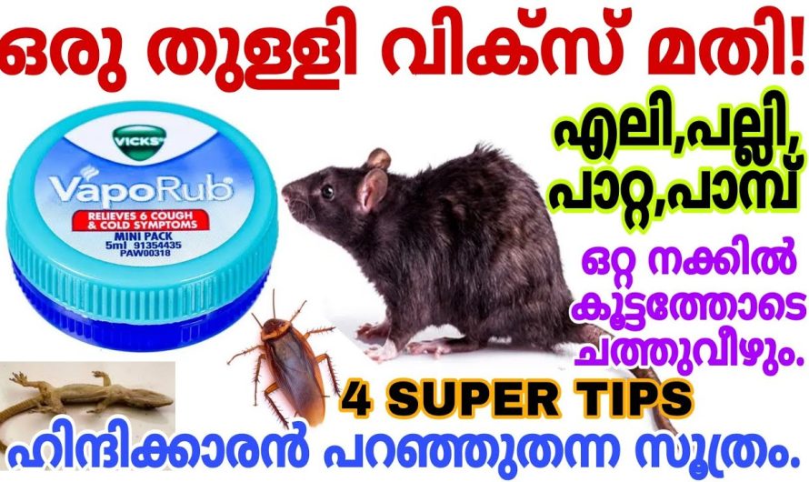 എലി,പല്ലി,പാറ്റ വീടിന്റെ പരിസരത്തേക്ക് പോലുംവരില്ല|പുതിയ സൂത്രം