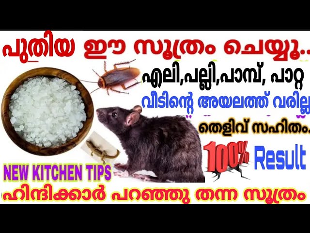 എലികൾ പല്ലികൾ കൂട്ടത്തോടെ ചത്തുവീഴും ഈ സൂത്രം ഒന്ന് ചെയ്തു നോക്കു