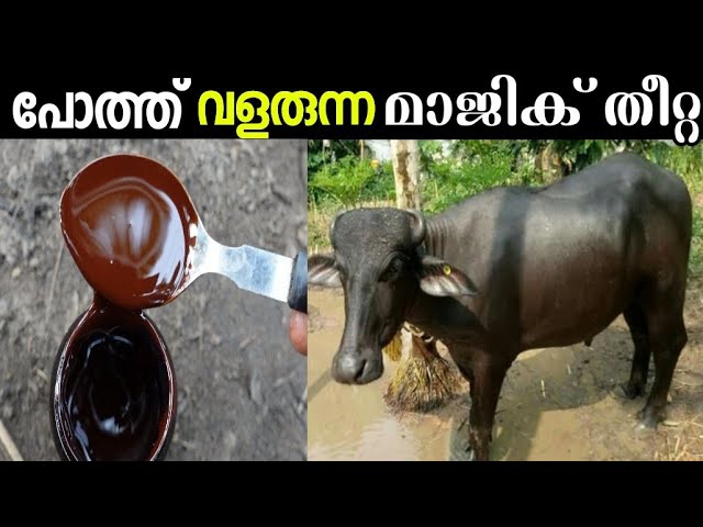 പോത്ത് ആനപോലെ വളരുന്ന തീറ്റ
