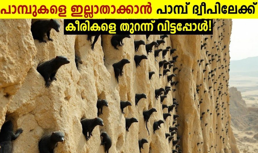 പിന്നെ നടന്നത് ചരിത്ര സംഭവം!!🐍