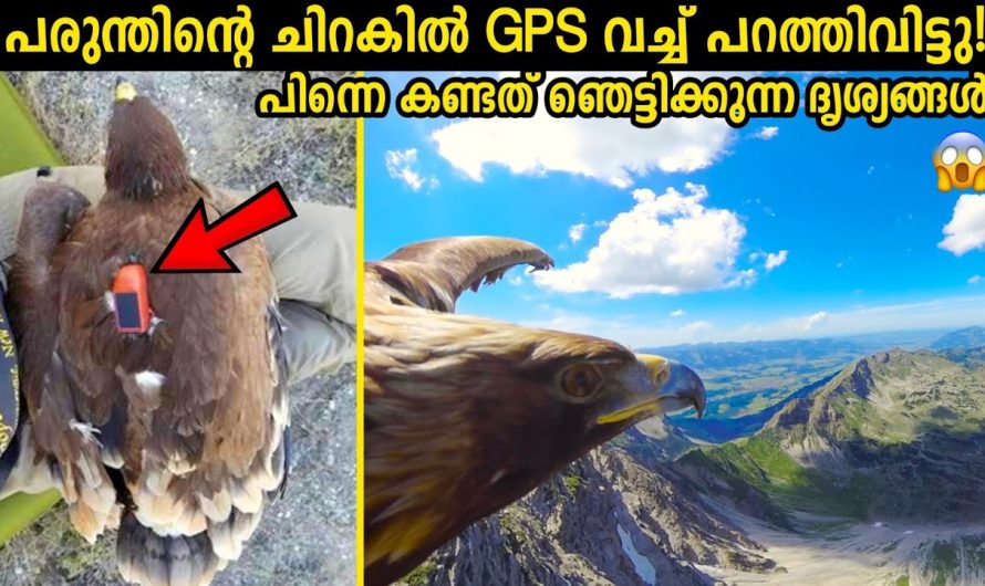 പരുന്തിന്റെ ചിറകിൽ GPS വച്ചു! പിന്നെ കണ്ടത്!!😱