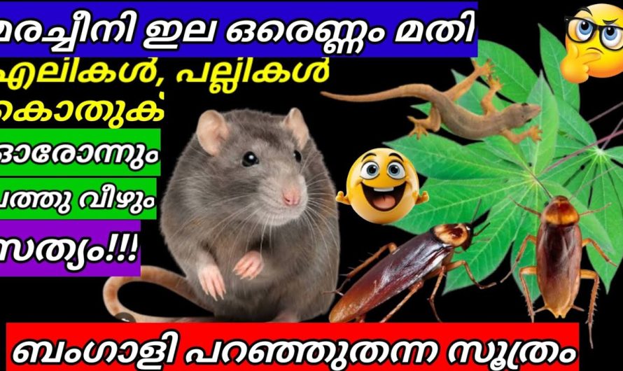 എലികൾ പല്ലികൾ പാറ്റകൾ  ചത്തു വീഴാൻ ഈ ഇല മാത്രം മതി