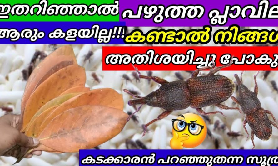 ഇനി ഒറ്റ പ്ലാവില പോലും കളയില്ല മക്കളെ… പലചരക്ക് കടക്കാരൻ പറഞ്ഞുതന്ന സൂത്രം!!!