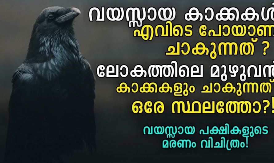 വയസ്സായ പക്ഷികൾ എവിടെ പോയി ചാകുന്നു ?