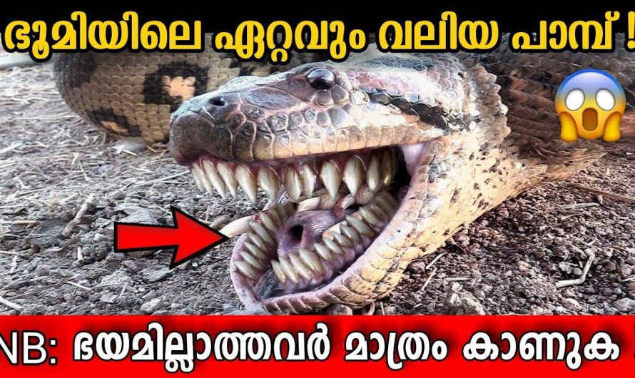 ഭൂമി അടക്കിവാണിരുന്ന ഭീമൻ പാമ്പ്