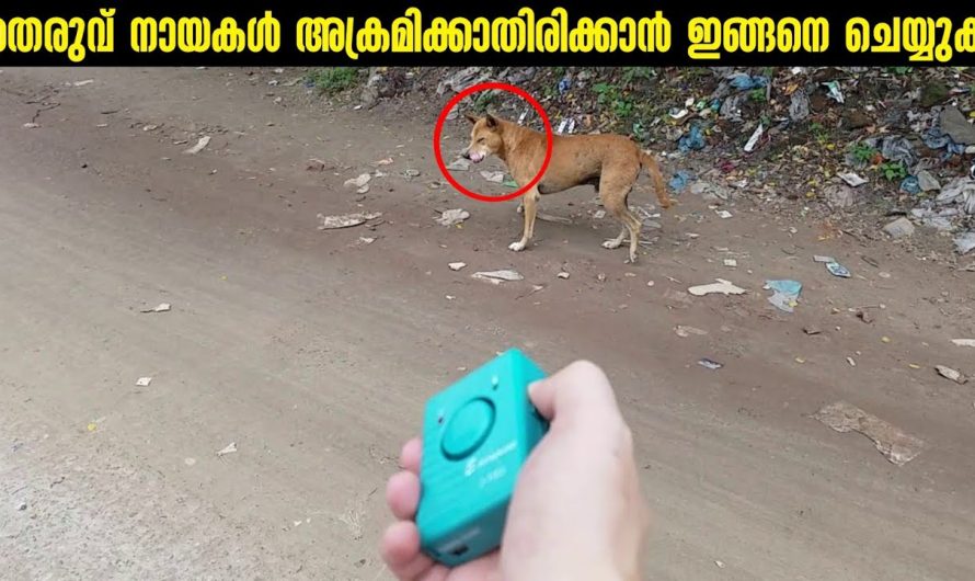 തെരുവ് നായകളിൽ നിന്നും രക്ഷപ്പെടാനുള്ള വഴികൾ