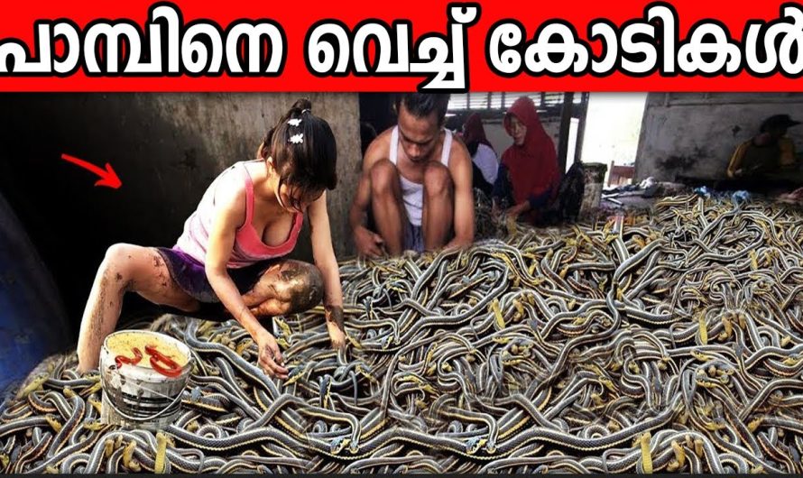 പാമ്പ് കോടികൾ നൽകുന്ന ലോകത്തിലെ ഒരേയൊരു ഗ്രാമം