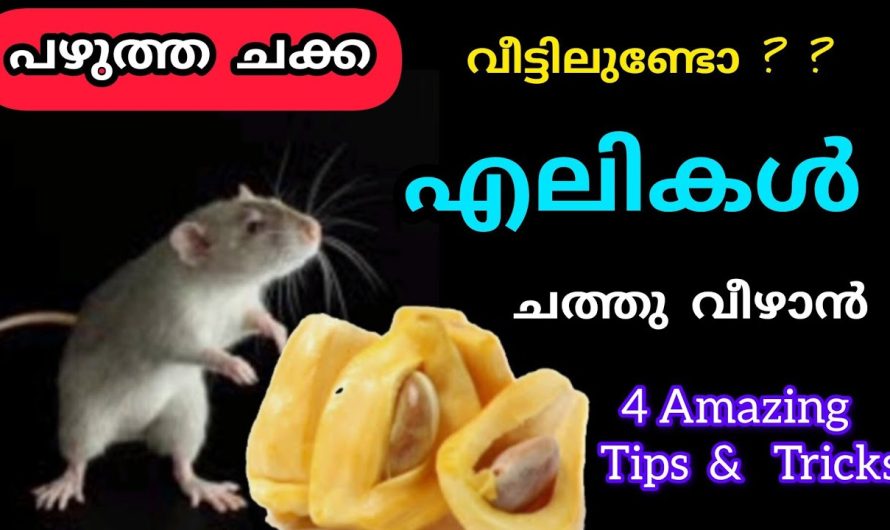 പഴുത്ത ചക്ക ഒരു കഷണം മതി എലികൾ ചത്തു വീഴും
