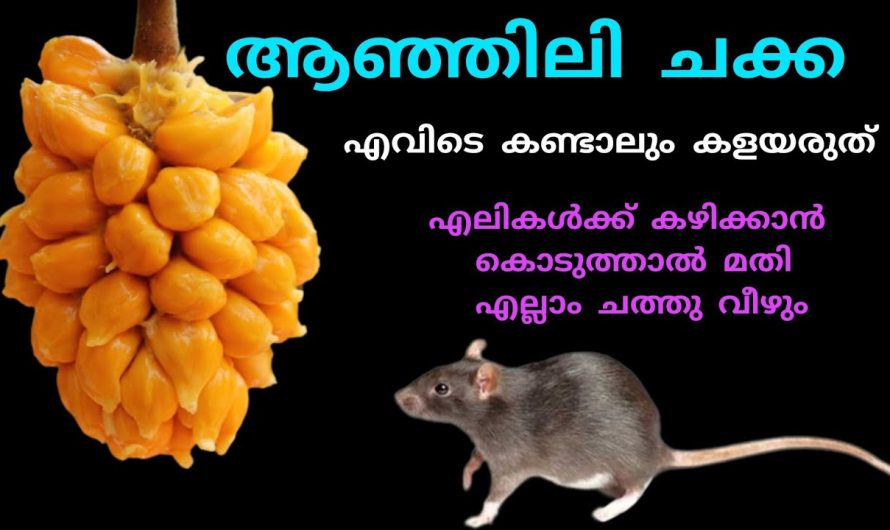 ആഞ്ഞിലി ചക്ക എലികൾക്ക് കഴിക്കാൻ കൊടുത്താൽ മതി ചത്തു വീഴും