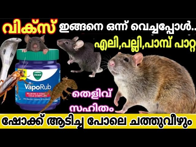 വിക്സ് കൊണ്ട് ഇങ്ങനെ ചെയ്തു നോക്കു എലി, പല്ലി,പാറ്റ വീട്ടിൽ വരില്ല