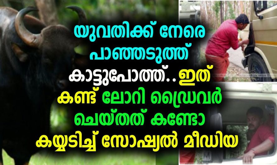 യുവതിക്ക് നേരെ പാഞ്ഞടുത്ത് കാട്ടുപോത്ത് ഇത് കണ്ട് ലോറി ഡ്രൈവർ ചെയ്തത് കണ്ടോ കയ്യടിച്ച് സോഷ്യൽ മീഡിയ
