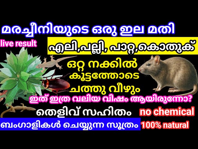 എലി പല്ലി പാറ്റ കൂട്ടത്തോടെ ചത്തു വീഴും ബംഗാളികൾ ചെയ്യുന്ന സൂത്രം