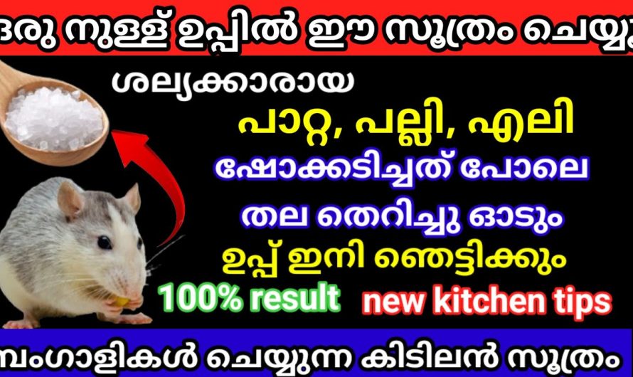 പല്ലി എലി കൂട്ടത്തോടെ നാടും വീടും വിട്ടോടും