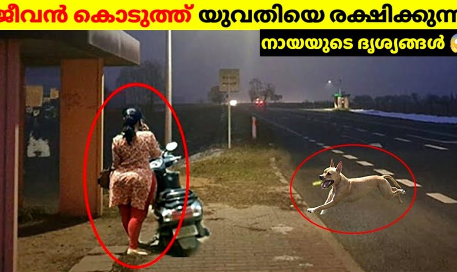 ജീവൻ കൊടുത്ത് മനുഷ്യനെ രക്ഷിച്ച മൃഗങ്ങൾ 🥺