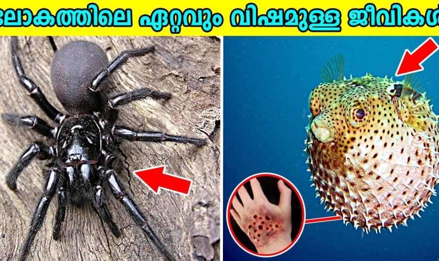 ലോകത്തിലെ ഏറ്റവും വിഷമുള്ള ജീവികൾ