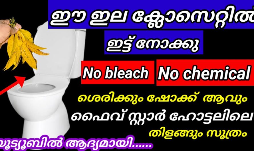 ഈ ഇല ചില്ലറക്കാരനല്ല ശെരിക്കും ഞെട്ടിച്ചു