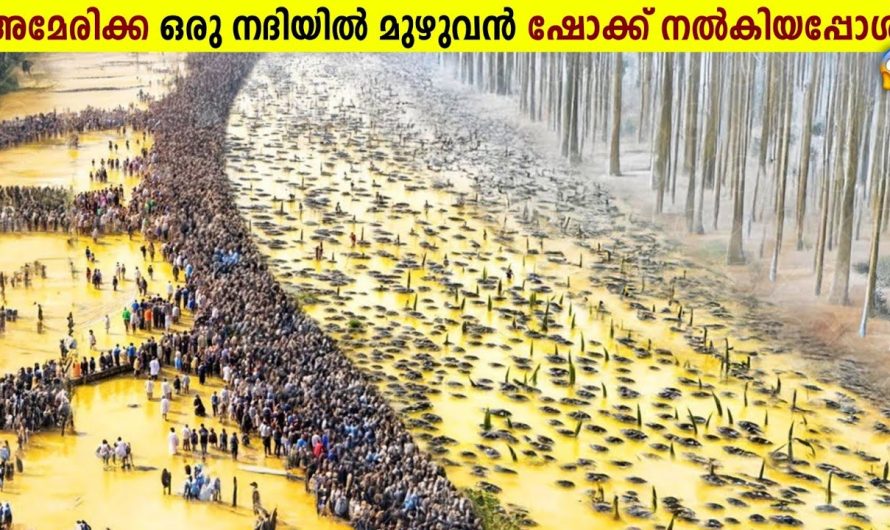 അമേരിക്ക 10 ലക്ഷം മീനുകളെ ഷോക്കടിപ്പിച്ച് കൊ.ന്ന.തെന്തിന്?