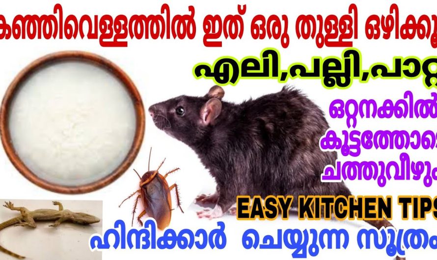 കഞ്ഞിവെള്ളത്തിൽ ഇത് ഒഴിക്കൂ എലിപല്ലിപാറ്റ കൂട്ടത്തോടെ ച..ത്തുവീഴും