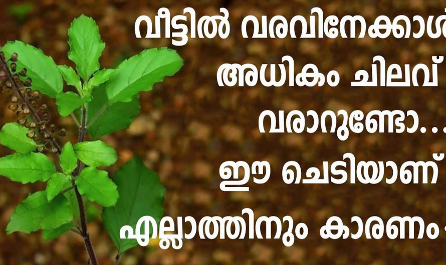 എത്രയും പെട്ടെന്ന് ചെയ്യേണ്ടത്, കുടുംബത്തിലെ സമാധാനവും സന്തോഷവും വർദ്ധിക്കും