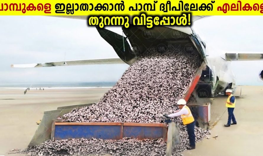 പാമ്പ് ദ്വീപിലേക്ക് 20 ലക്ഷം എലികളെ തുറന്ന് വിട്ടപ്പോൾ!