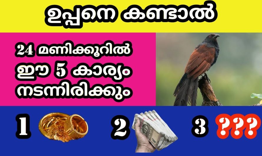 ഉപ്പനെ കണ്ടാൽ 24 മണിക്കൂറിൽ ഈ 5 കാര്യം നടന്നിരിക്കും