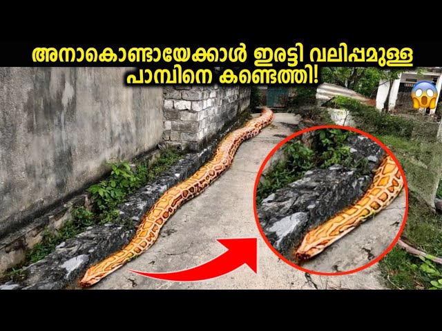 ലോകത്തിൽ ഇന്നേ വരെ പിടിക്കപ്പെട്ട ഏറ്റവും വലിയ പാമ്പുകൾ